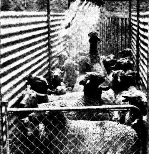 Pittwater Online News